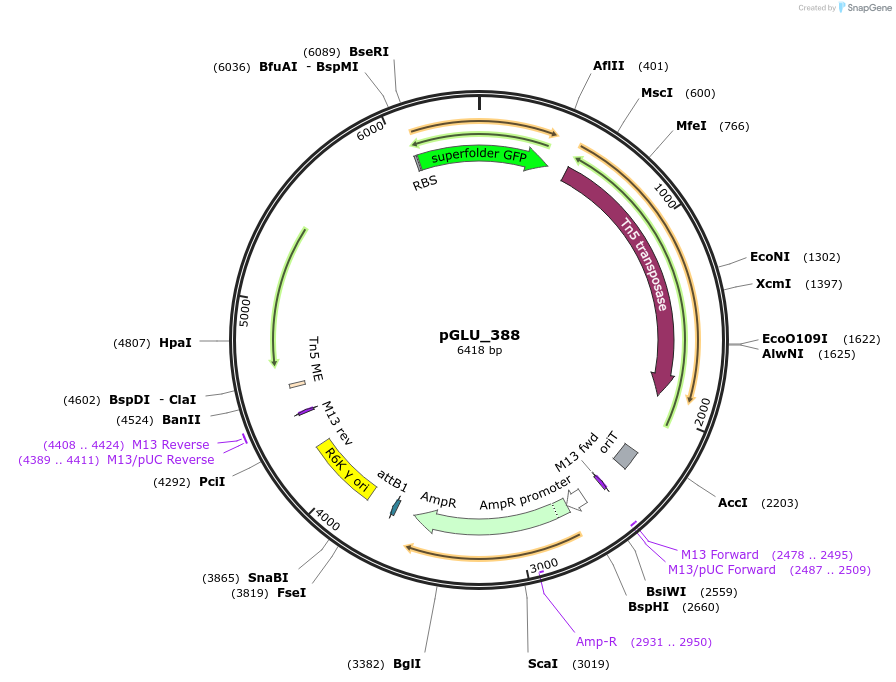 250623-plasmid-map-sequence-id-501836