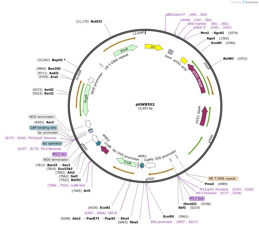 74844-plasmid-map-sequence-id-501841