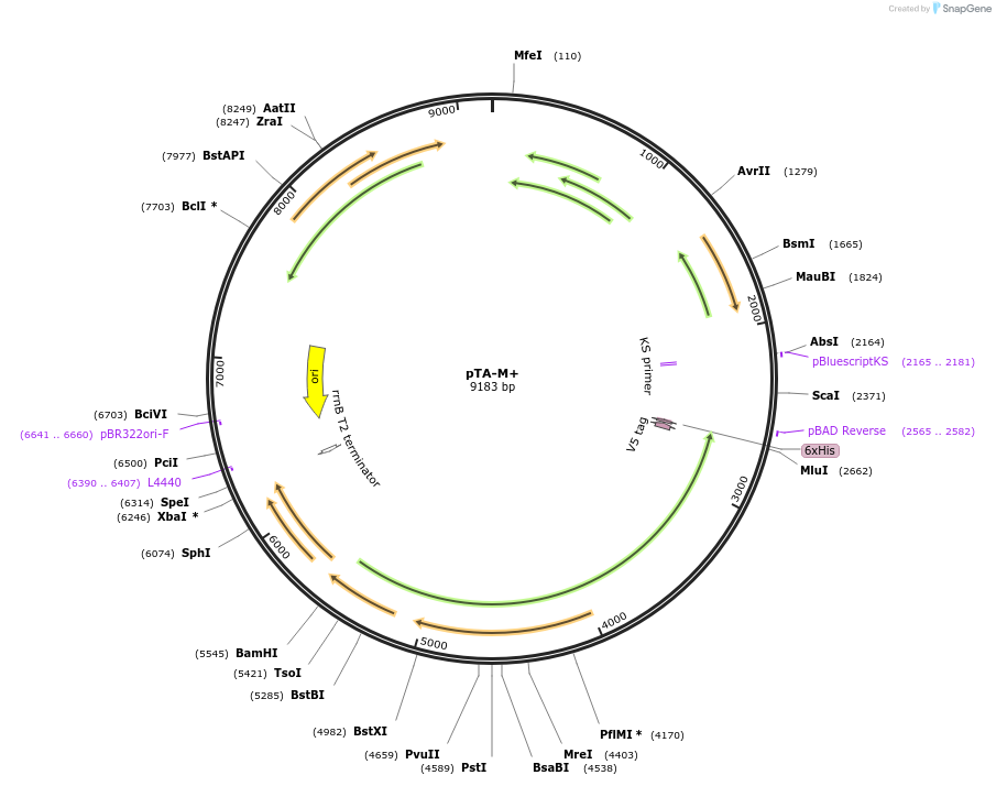 249818-plasmid-map-sequence-id-501842