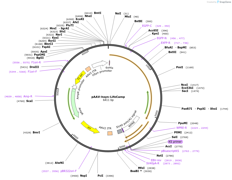 251724-plasmid-map-sequence-id-501845