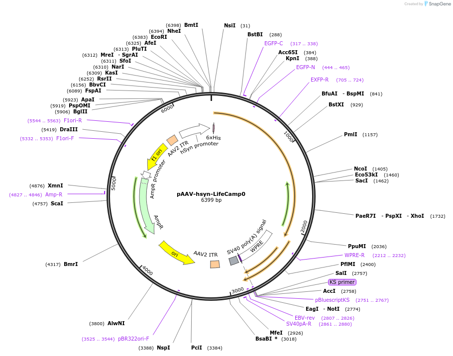 251725-plasmid-map-sequence-id-501846