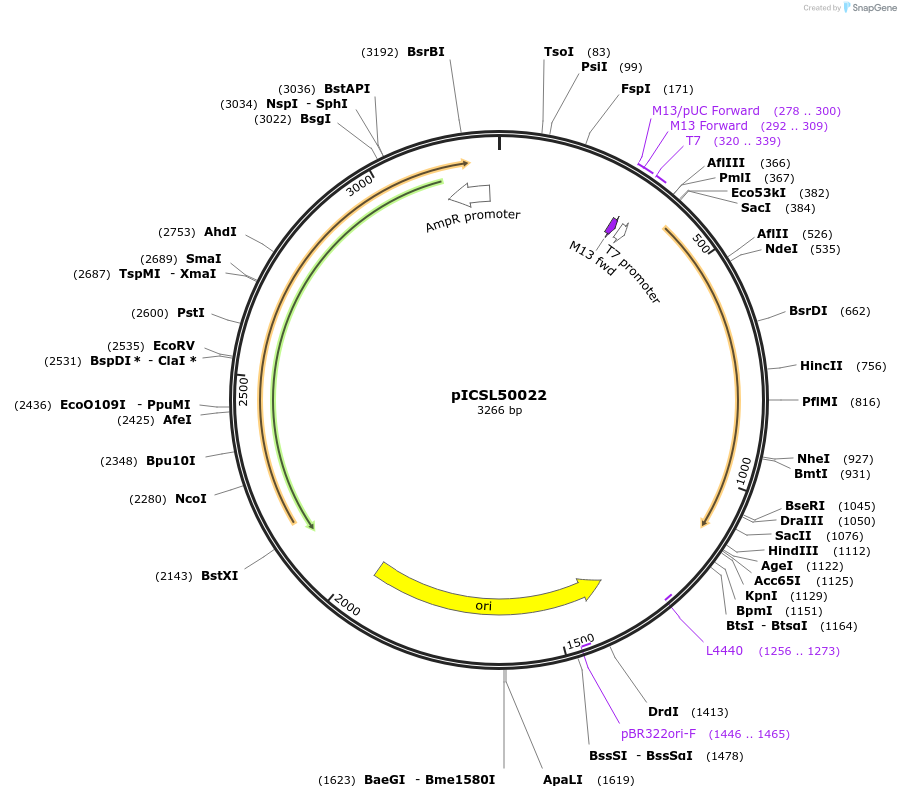 245584-plasmid-map-sequence-id-501923