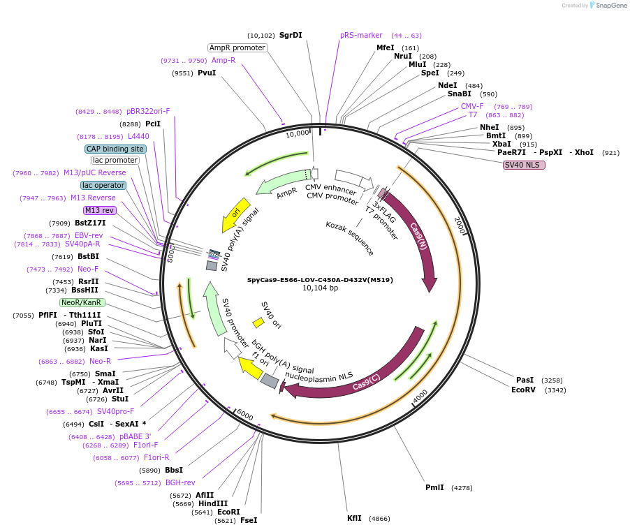 250779-plasmid-map-sequence-id-501929