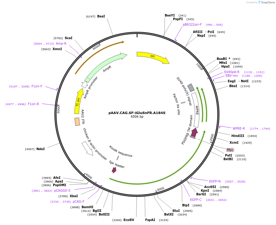 106198-plasmid-map-sequence-id-501930