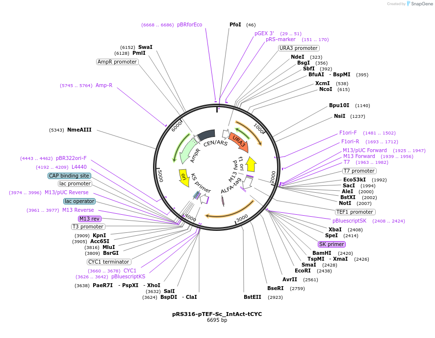 248980-plasmid-map-sequence-id-501933