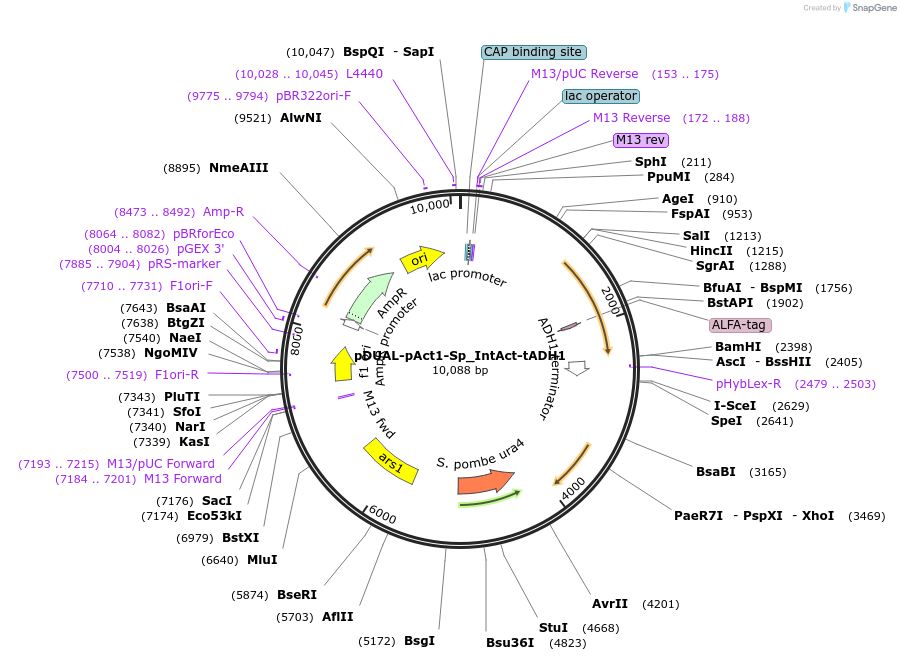 250862-plasmid-map-sequence-id-501934