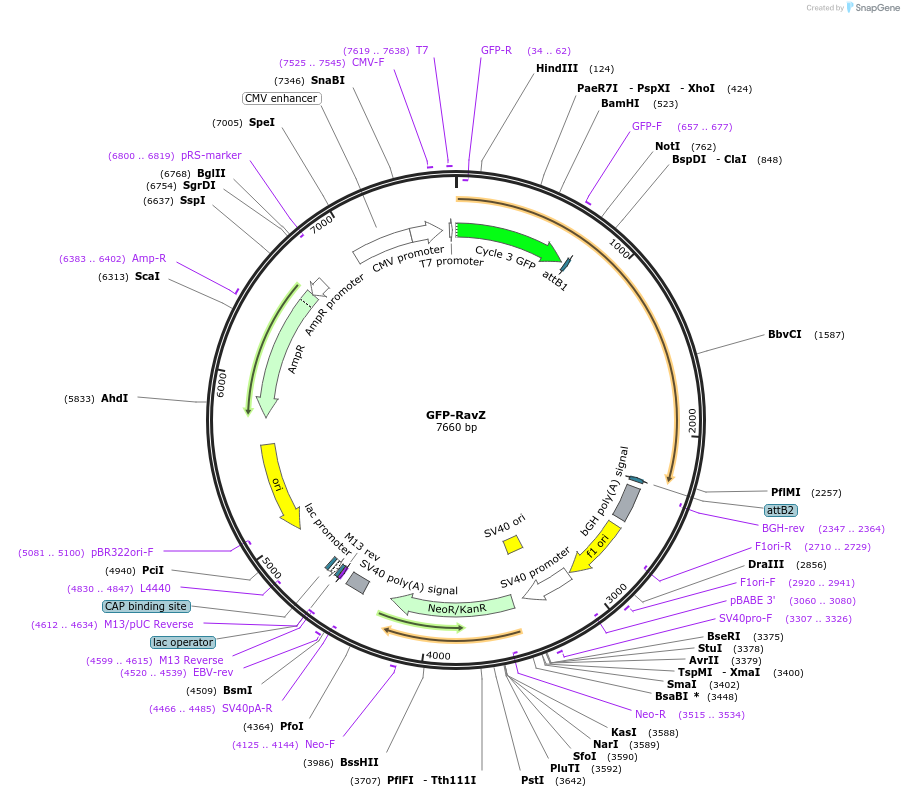 250878-plasmid-map-sequence-id-501939