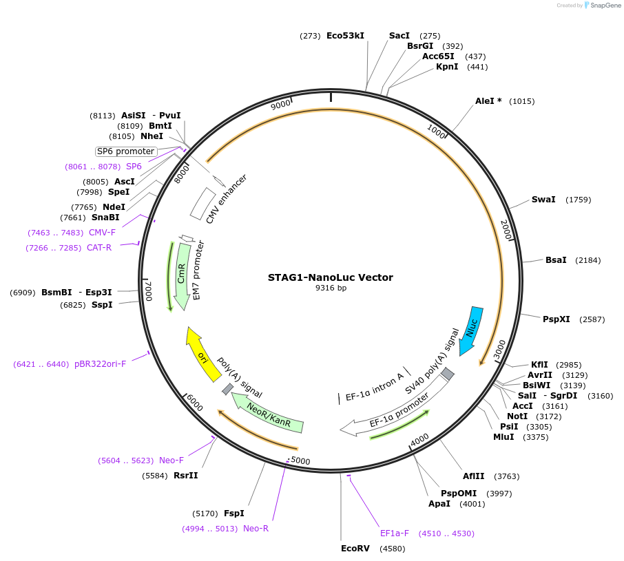 238688-plasmid-map-sequence-id-501947