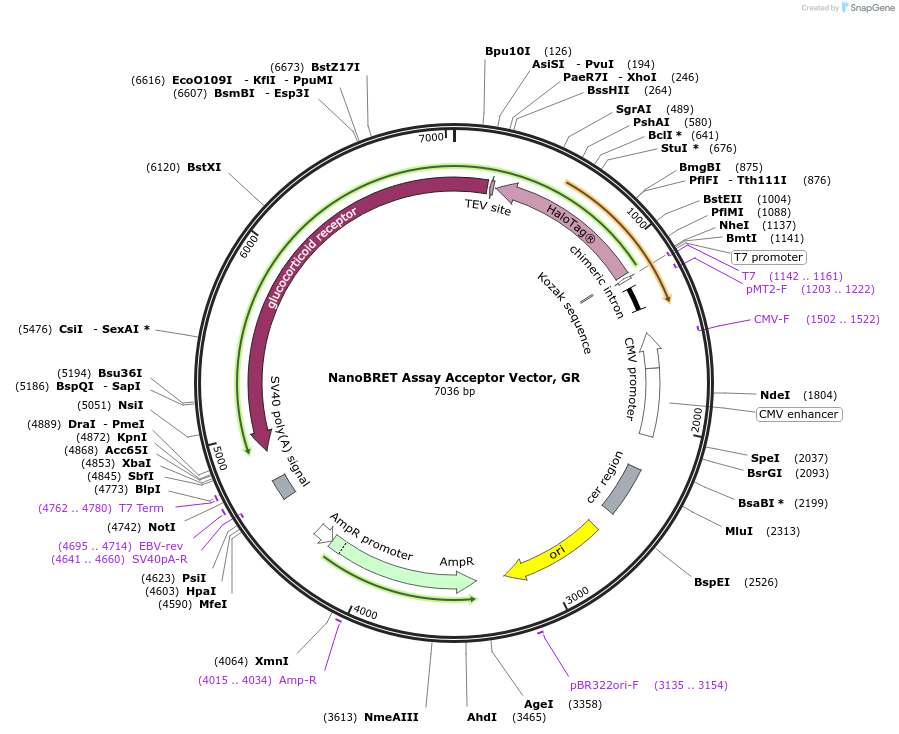 237154-plasmid-map-sequence-id-501950