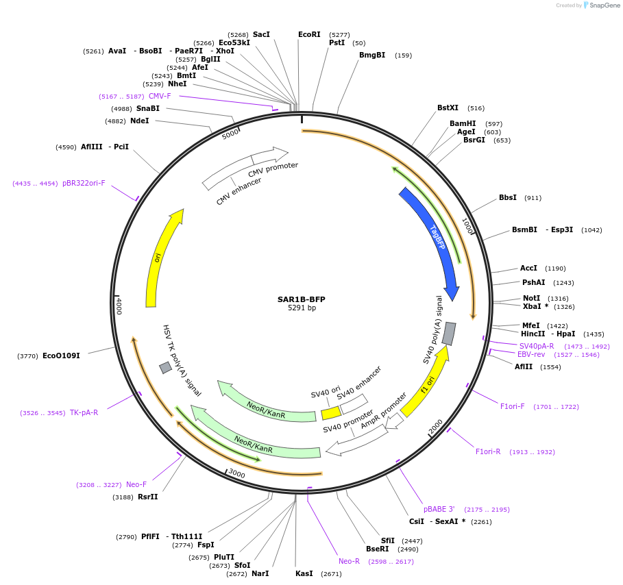 250872-plasmid-map-sequence-id-501955