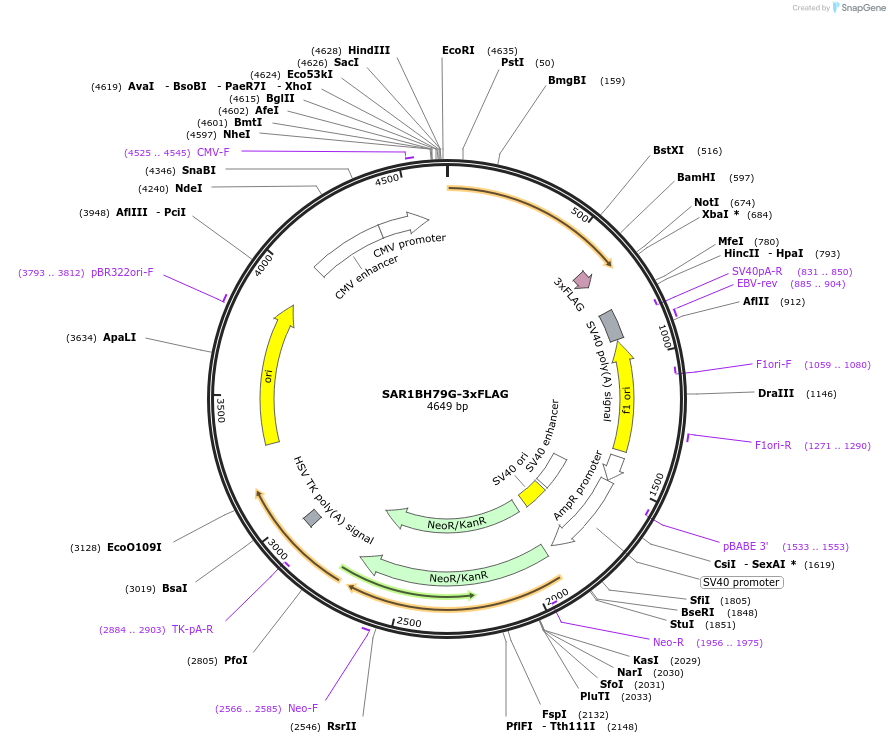 250867-plasmid-map-sequence-id-501956