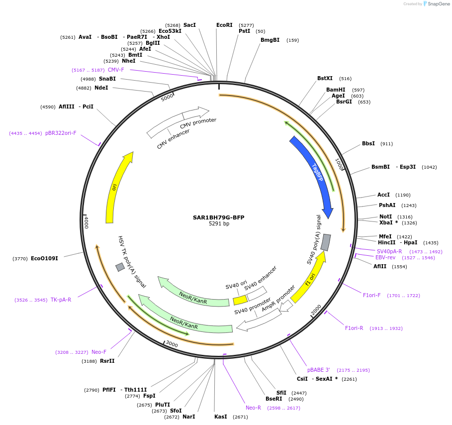250873-plasmid-map-sequence-id-501958