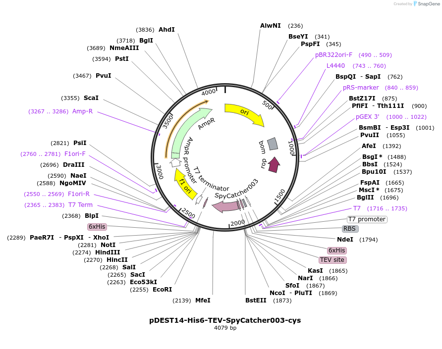 249543-plasmid-map-sequence-id-501979
