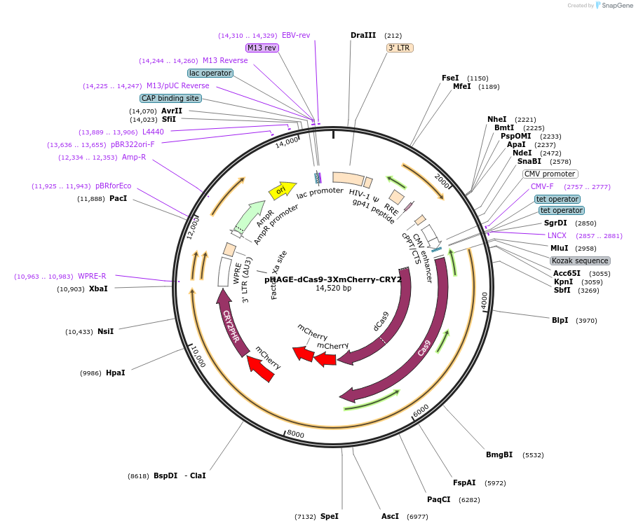 249580-plasmid-map-sequence-id-501980