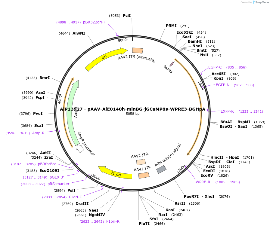 251749-plasmid-map-sequence-id-501984