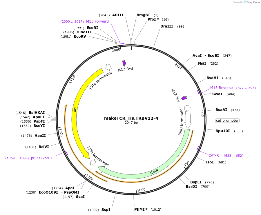 233998-plasmid-map-sequence-id-502002