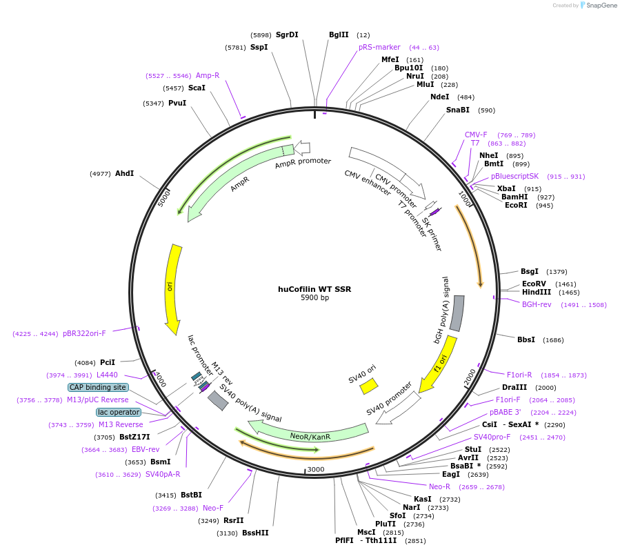 252616-plasmid-map-sequence-id-502007
