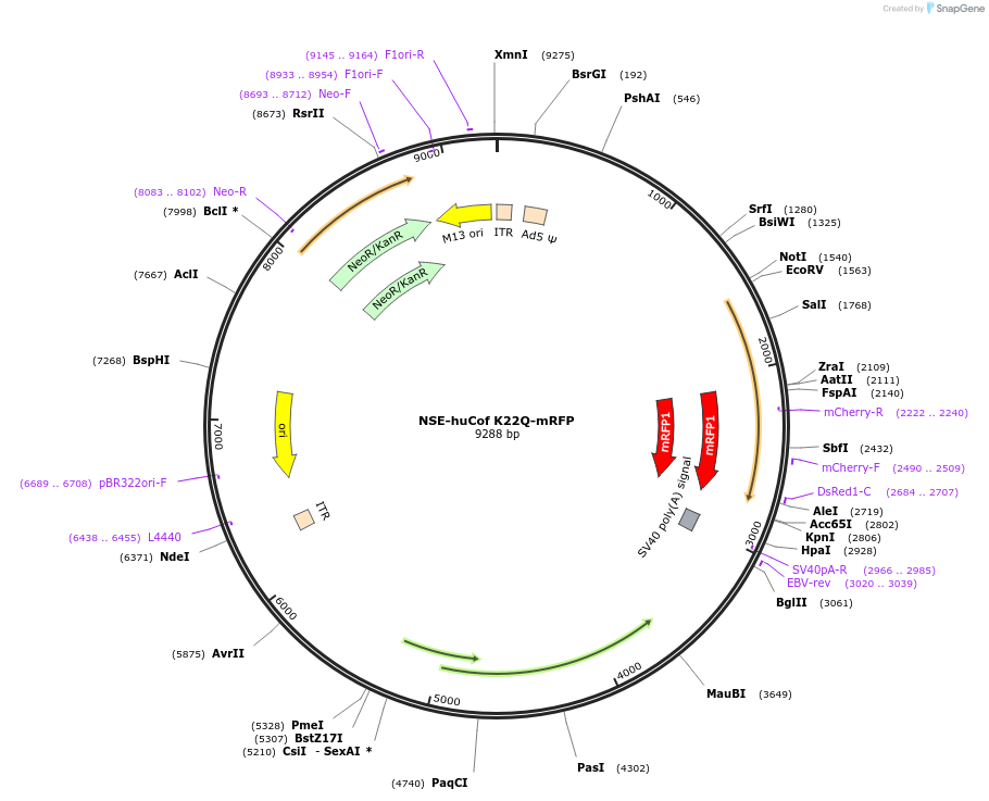252618-plasmid-map-sequence-id-502009
