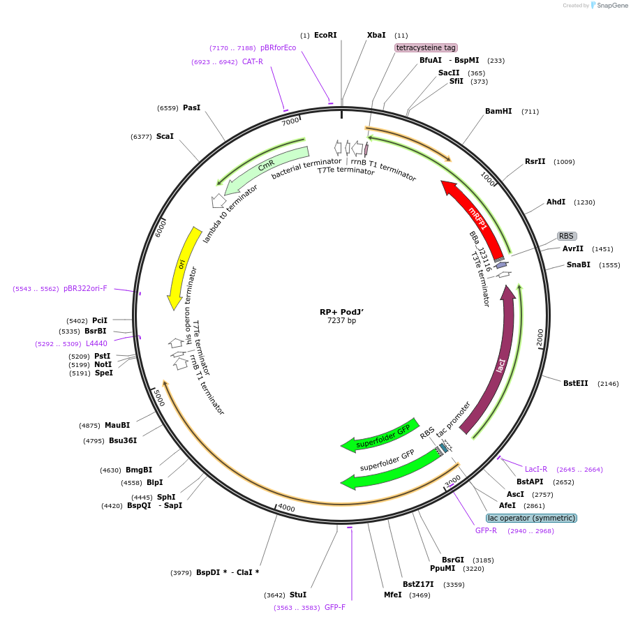 241364-plasmid-map-sequence-id-502024