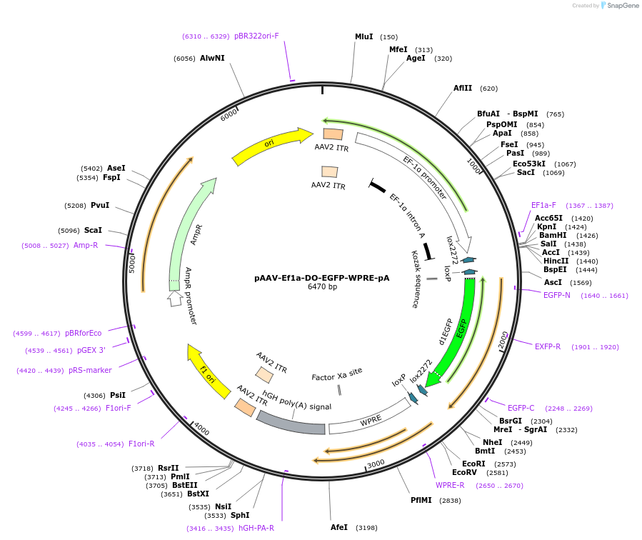 37085-plasmid-map-sequence-id-50207