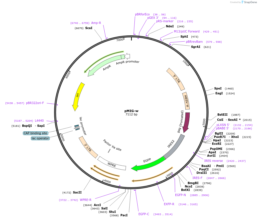 12282-plasmid-map-sequence-id-502075