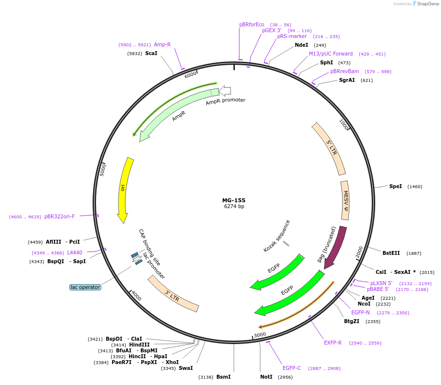 26529-plasmid-map-sequence-id-502077