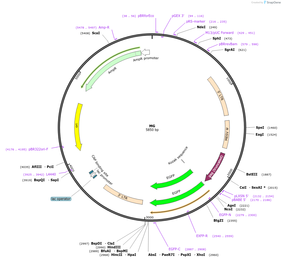 26528-plasmid-map-sequence-id-502078
