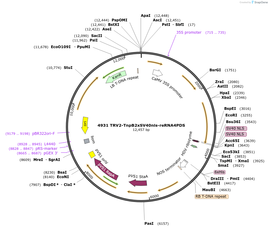 251820-plasmid-map-sequence-id-502151