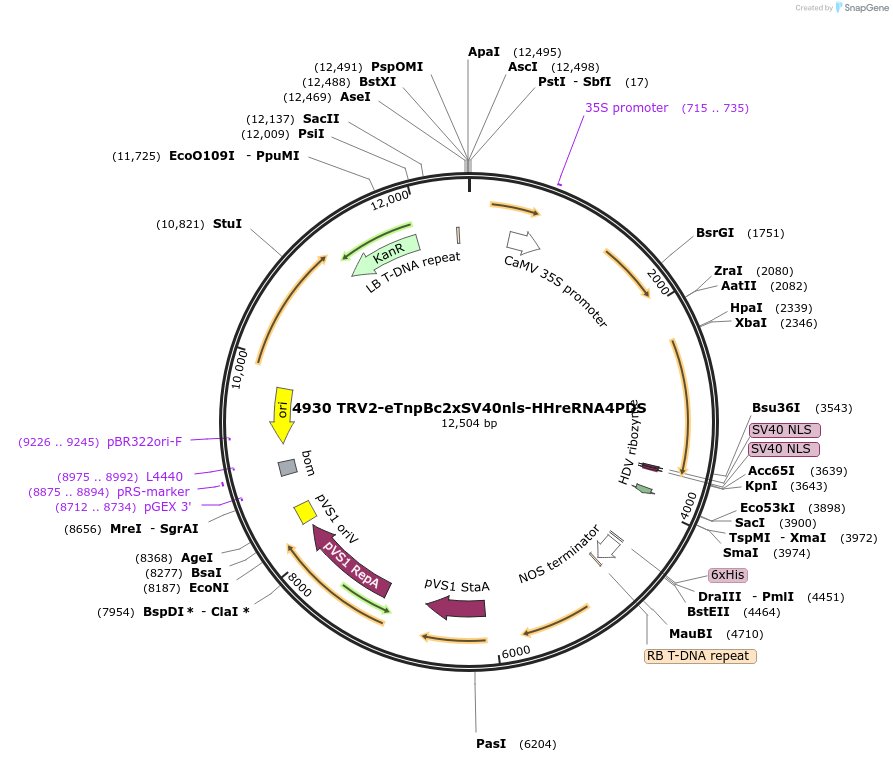 251823-plasmid-map-sequence-id-502152