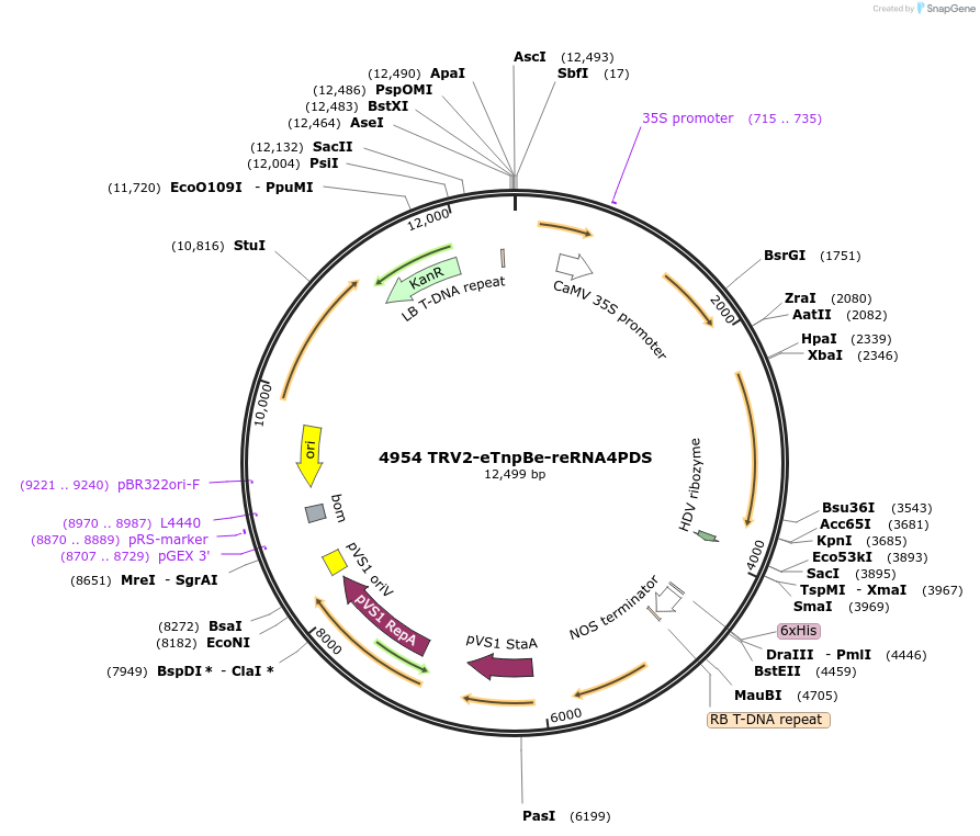 251818-plasmid-map-sequence-id-502153
