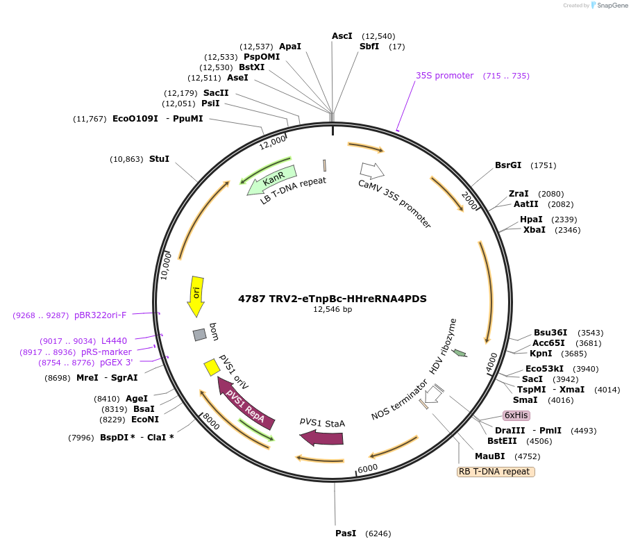 251817-plasmid-map-sequence-id-502154