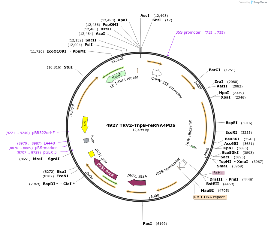 251814-plasmid-map-sequence-id-502155