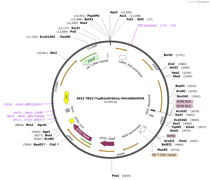 251821-plasmid-map-sequence-id-502156