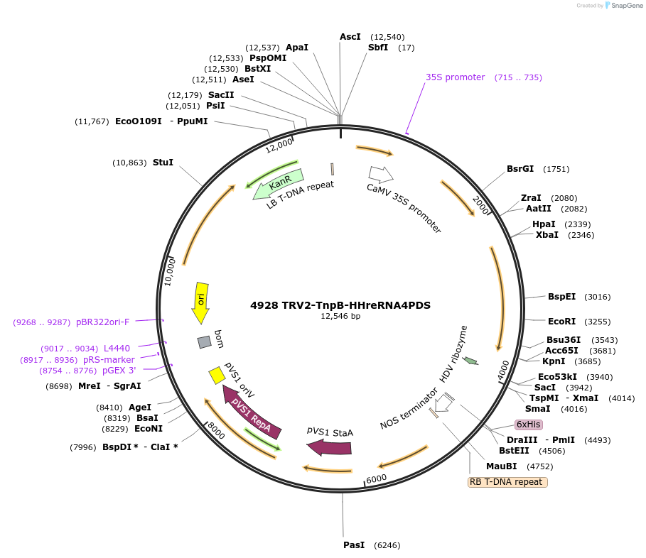 251815-plasmid-map-sequence-id-502158