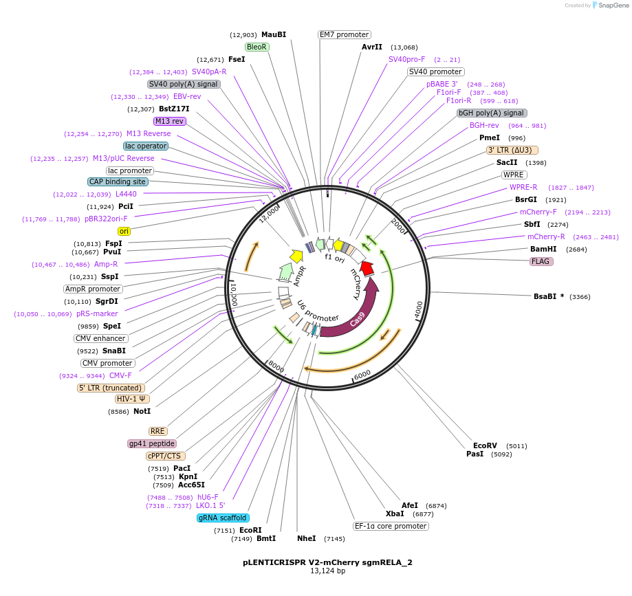 241453-plasmid-map-sequence-id-502182