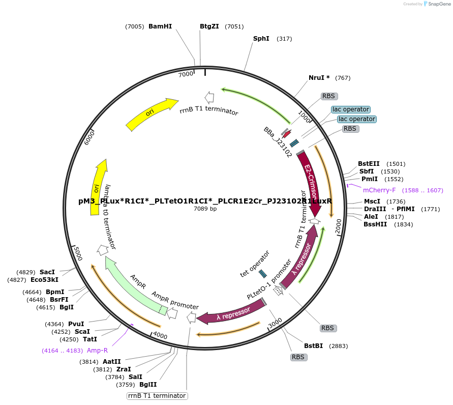 250890-plasmid-map-sequence-id-502190