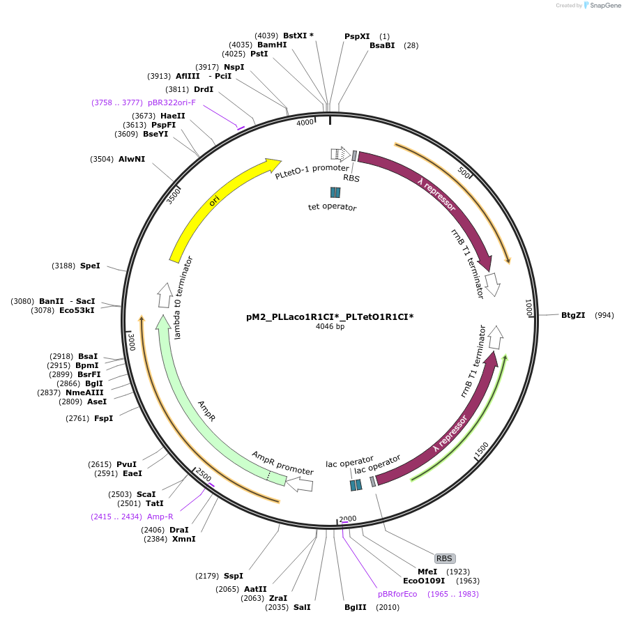 250895-plasmid-map-sequence-id-502191