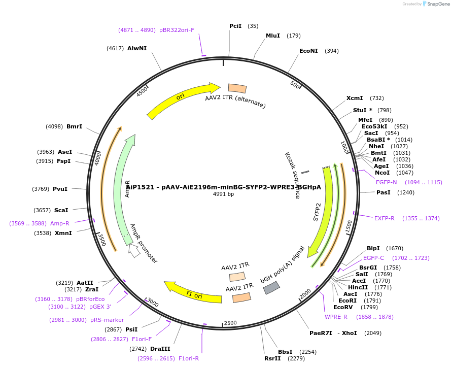 241508-plasmid-map-sequence-id-502230
