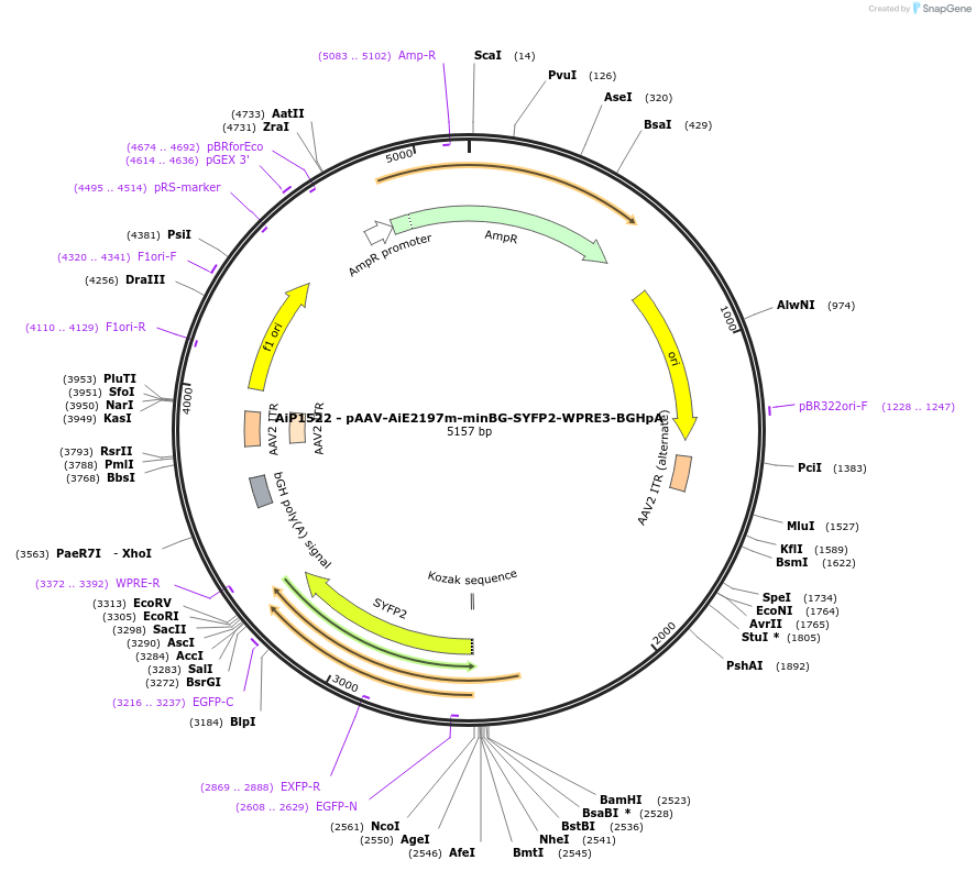 241509-plasmid-map-sequence-id-502231