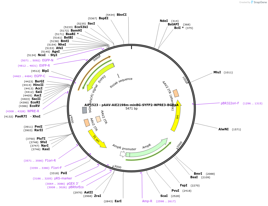 241510-plasmid-map-sequence-id-502232