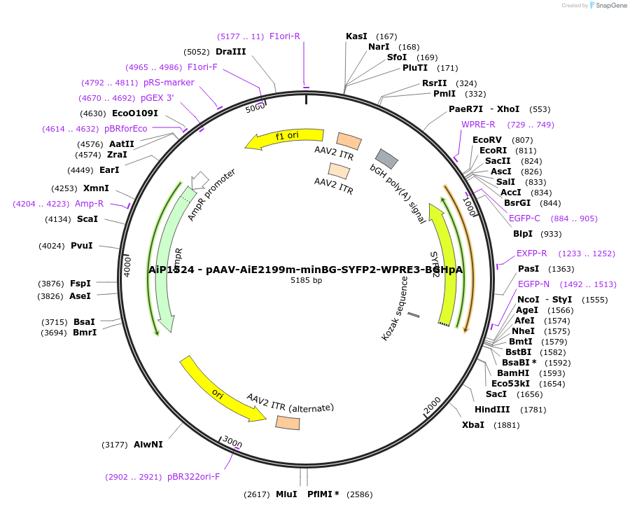 241511-plasmid-map-sequence-id-502233