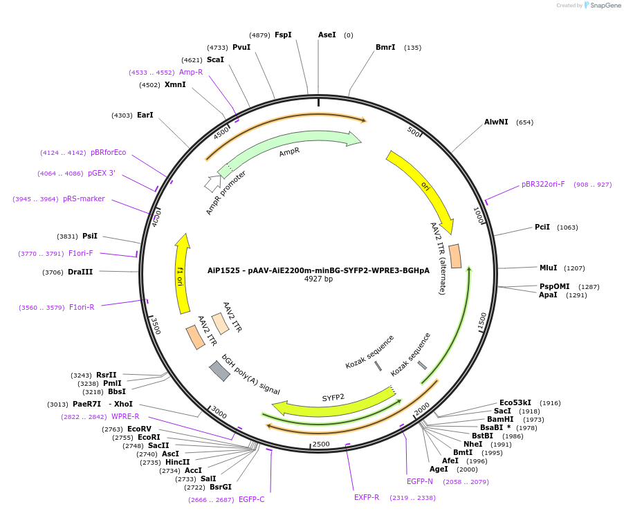 241512-plasmid-map-sequence-id-502234