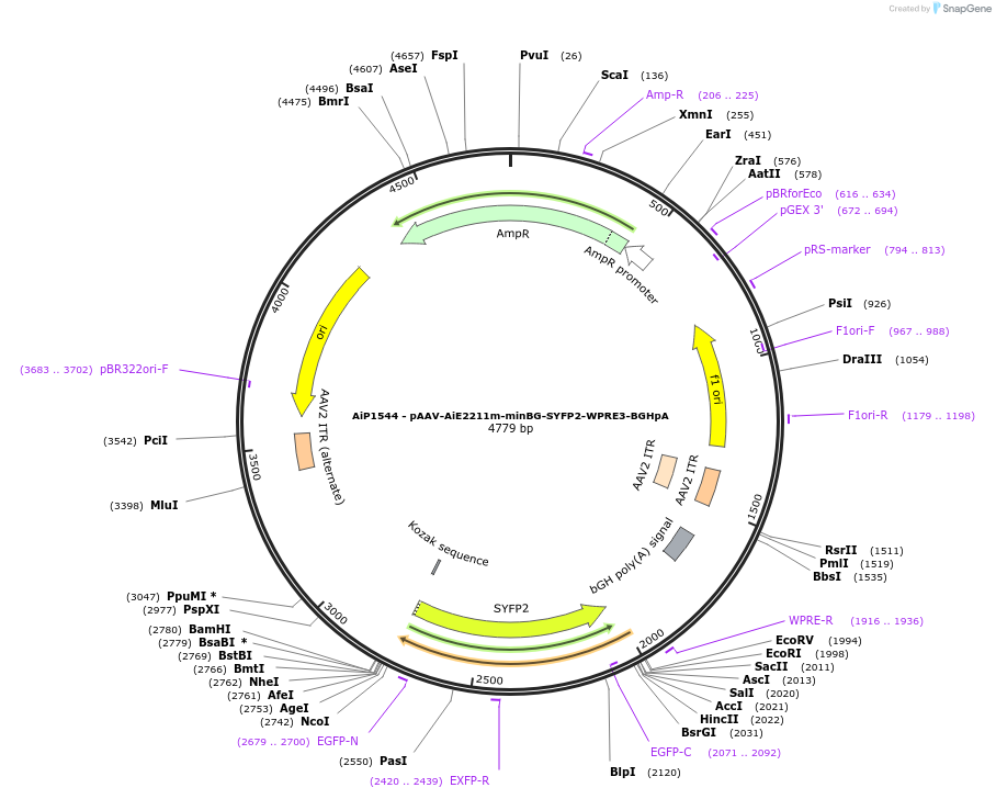241514-plasmid-map-sequence-id-502235