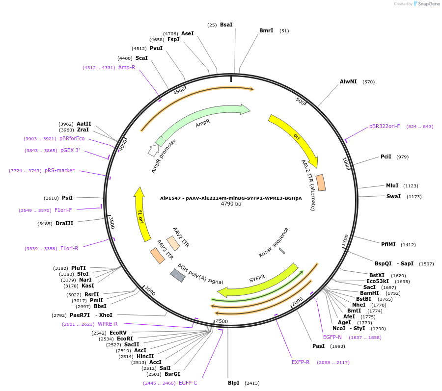241517-plasmid-map-sequence-id-502237