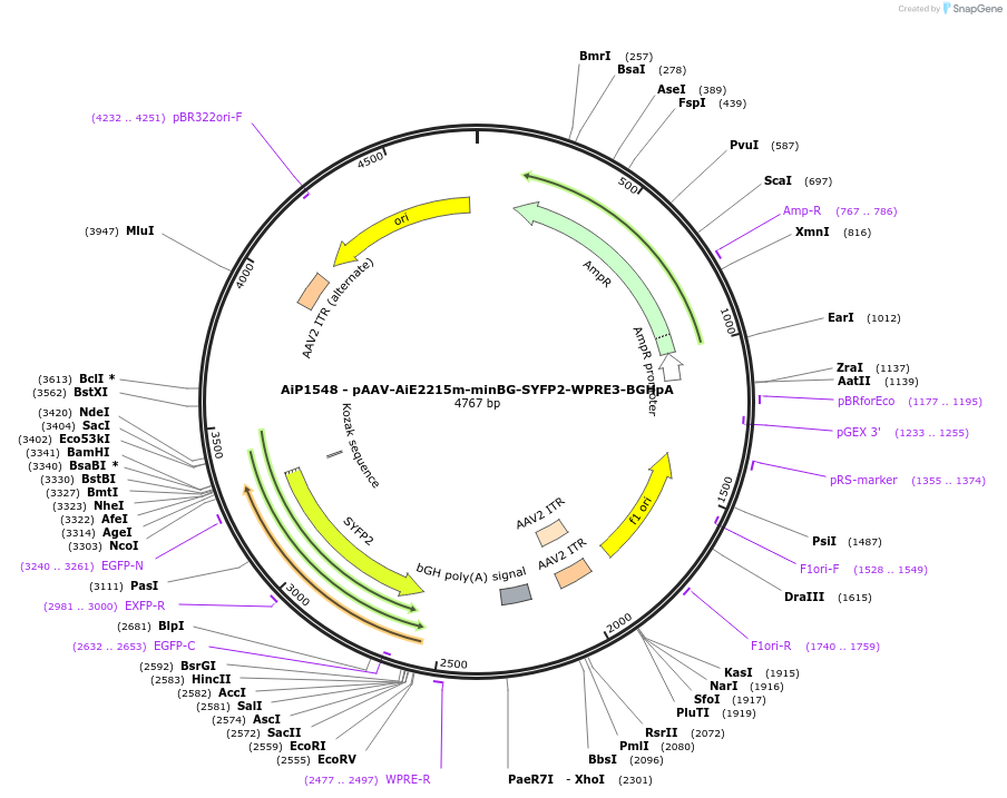 241518-plasmid-map-sequence-id-502238