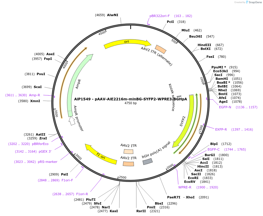 241519-plasmid-map-sequence-id-502239