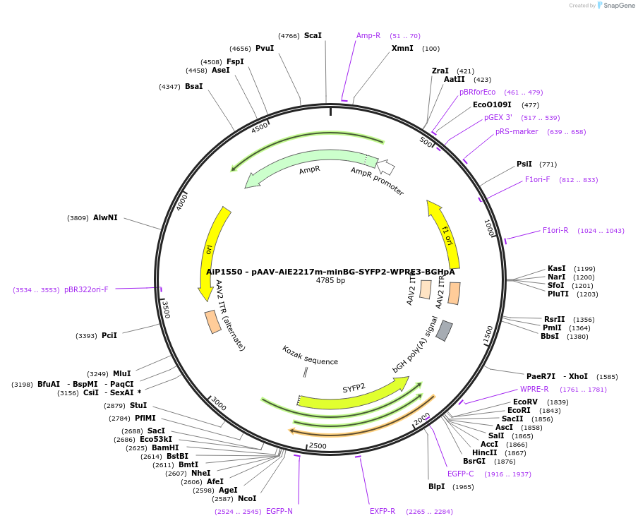 241520-plasmid-map-sequence-id-502240