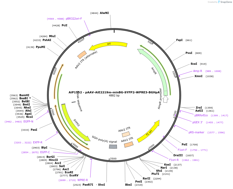 241522-plasmid-map-sequence-id-502242