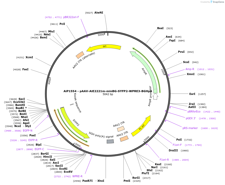 241524-plasmid-map-sequence-id-502243