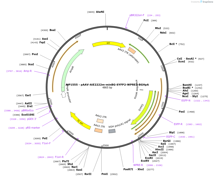 241525-plasmid-map-sequence-id-502244